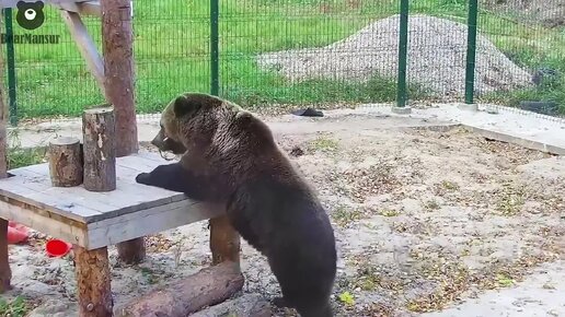 Когда у медведя отличное настроение🐻🕺 Медведь Мансур