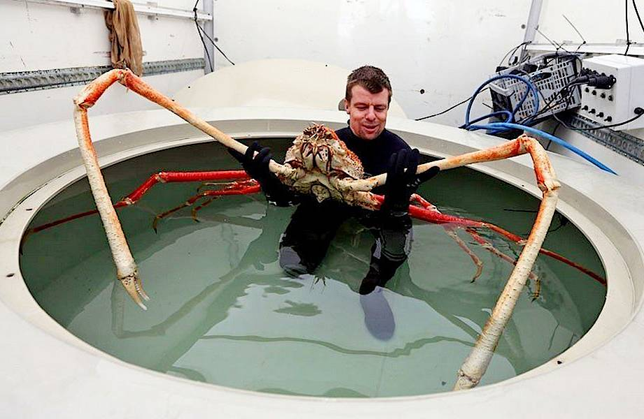 Человек, не надо меня на крабовые палочки пускать, остановись, подумай!