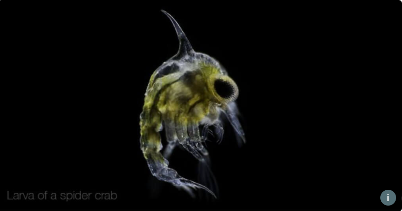 Я родился! Самое сложное позади! Верно? Верно?..