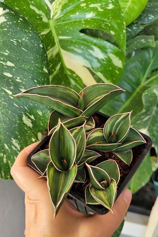 Sansevieria ehrenbergii 'Samurai Dwarf', одно из растений мое, источник: https://vk.com/club15455902