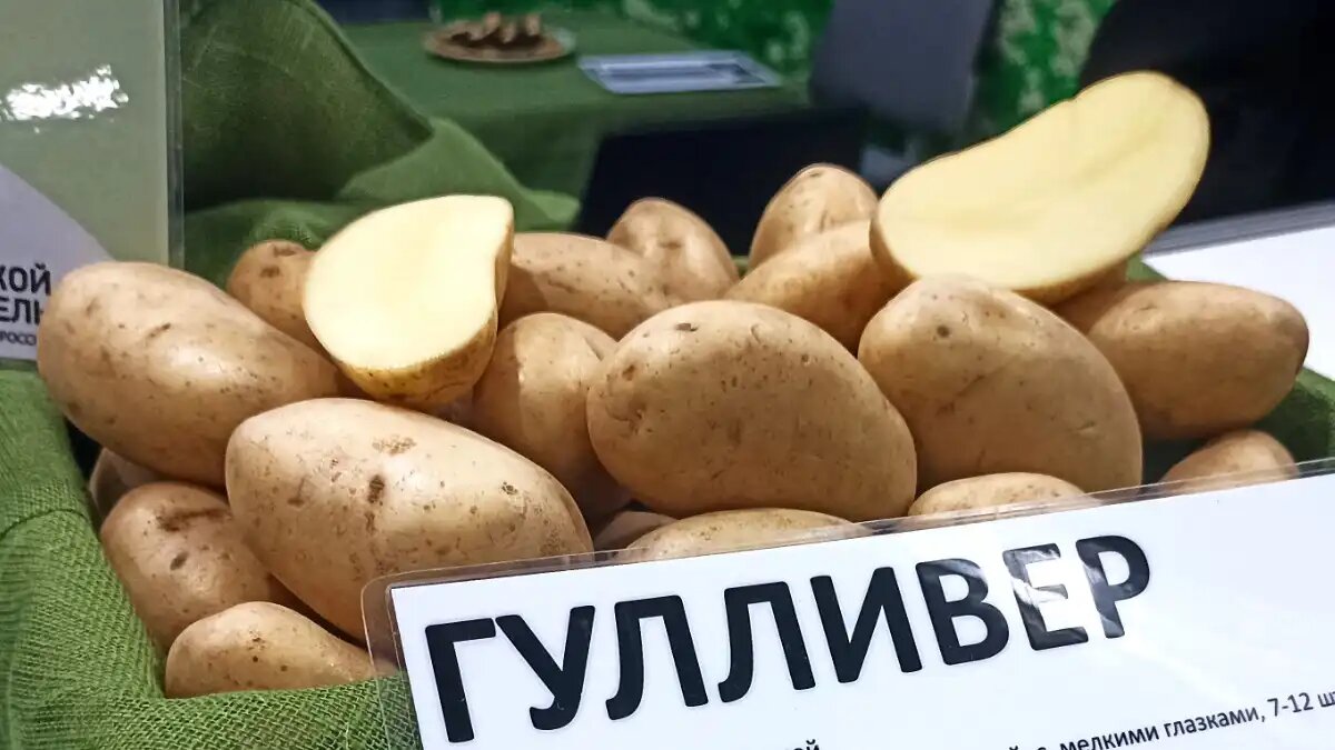 Фото:© Артем Борисов / Glavagronom.ru Сорт Гулливер компании Костромской картофель