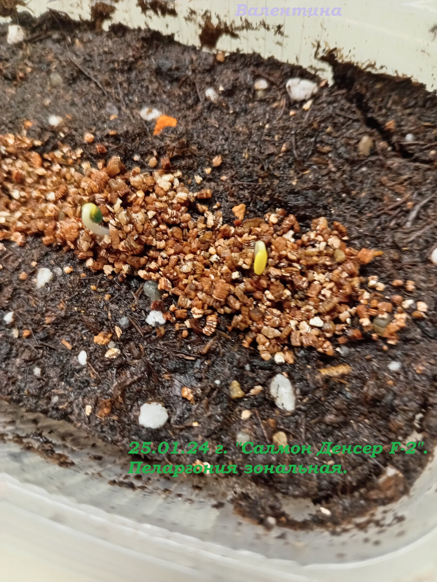 Появились петельки, ставлю под лампу.