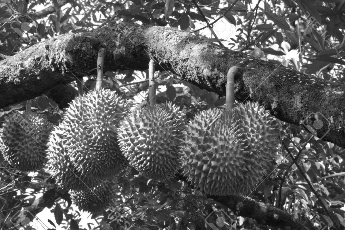 Когда природа знает вкус в декоре!