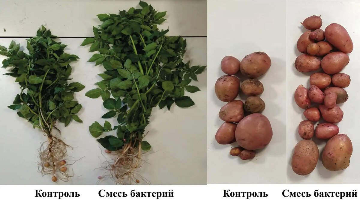 Справа – картофель, семена которого были обработаны смесью бактерий. Слева – без обработки (источник: пресс-служба ТГУ, фото предоставлено учеными)