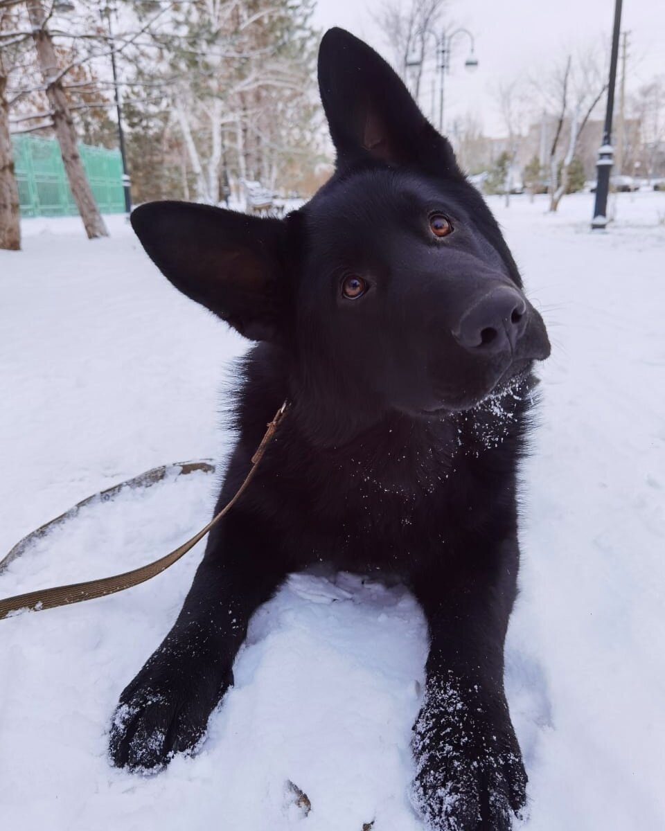 Овчаренок Рекс. Классика)