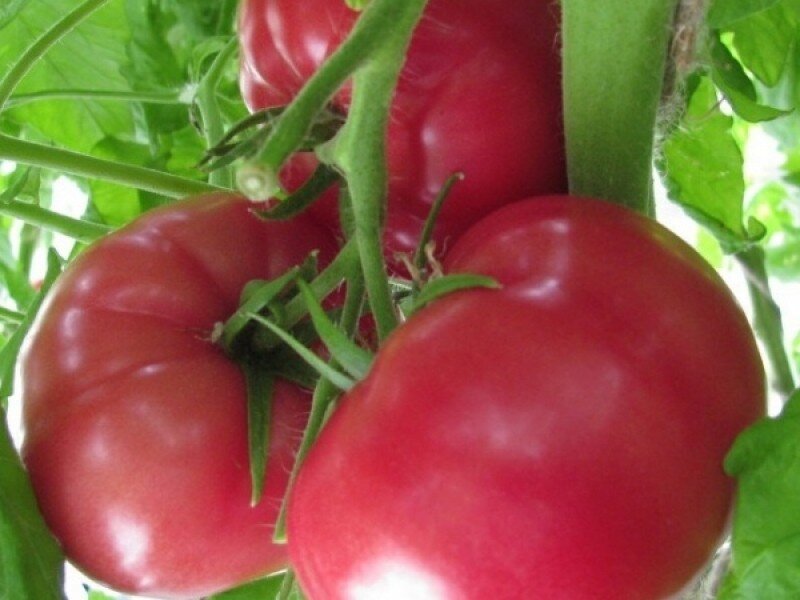 Томаты «Розовый слон» ФОТО