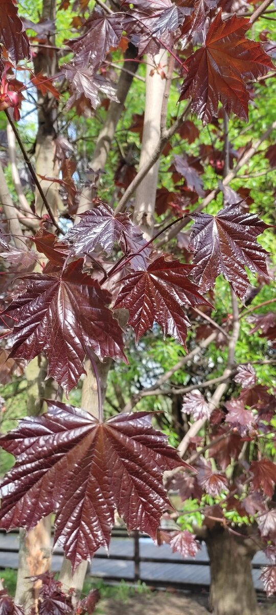 Берёза с красными листьями. 