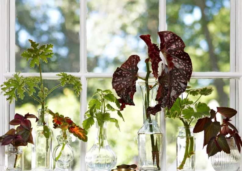 Как вырастить растения из  черенков