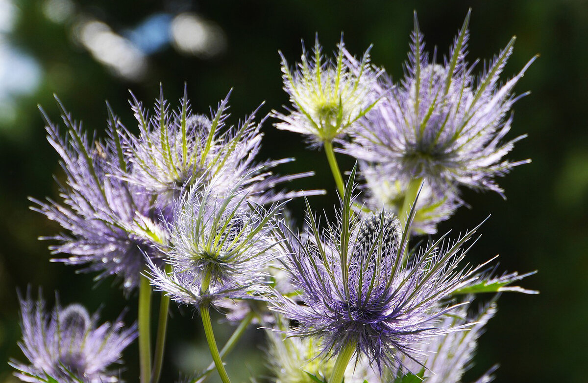 РЎРёРЅРµРіРѕР»РѕРІРЅРёРє Eryngium alpinum