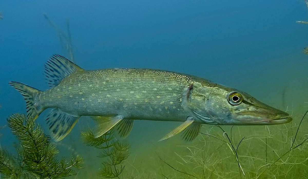 молодая особь щуки.