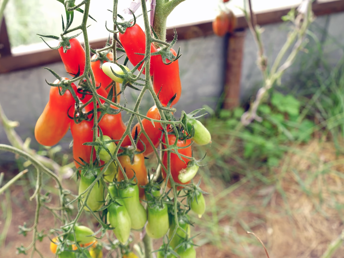 помидор 70. помидор 70. томатная паста помидорка 70г ж/б. томатная паста помидорка 70г ж/б. паста томатная помидорка 70г.