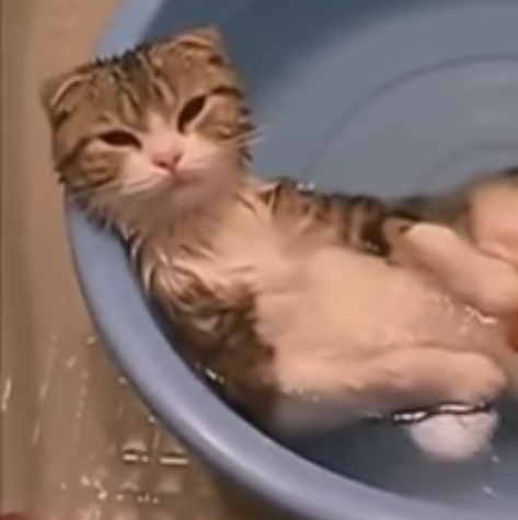 Его котейшество изволит принимать ванну.