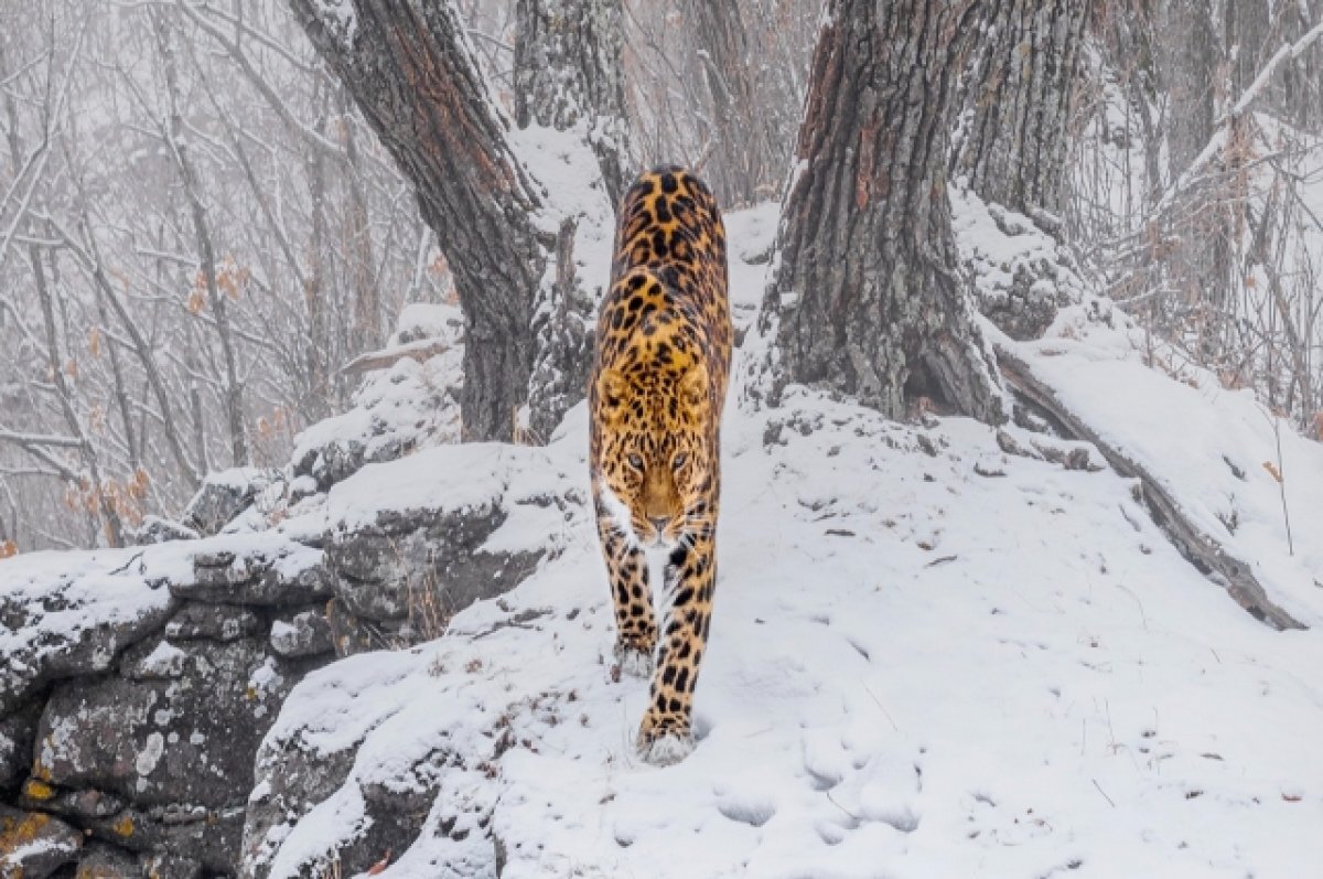    Двух диких леопардов заметили рядом с селом в Приморье