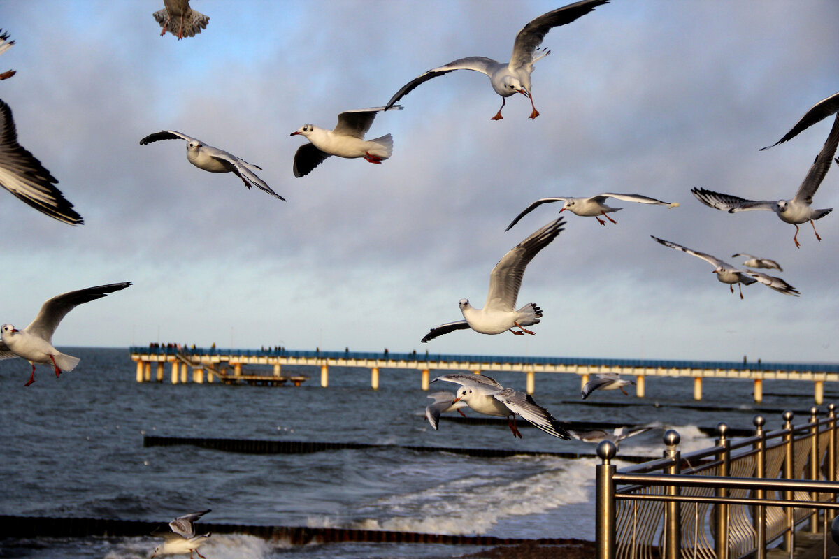 Чайки тоже наблюдают