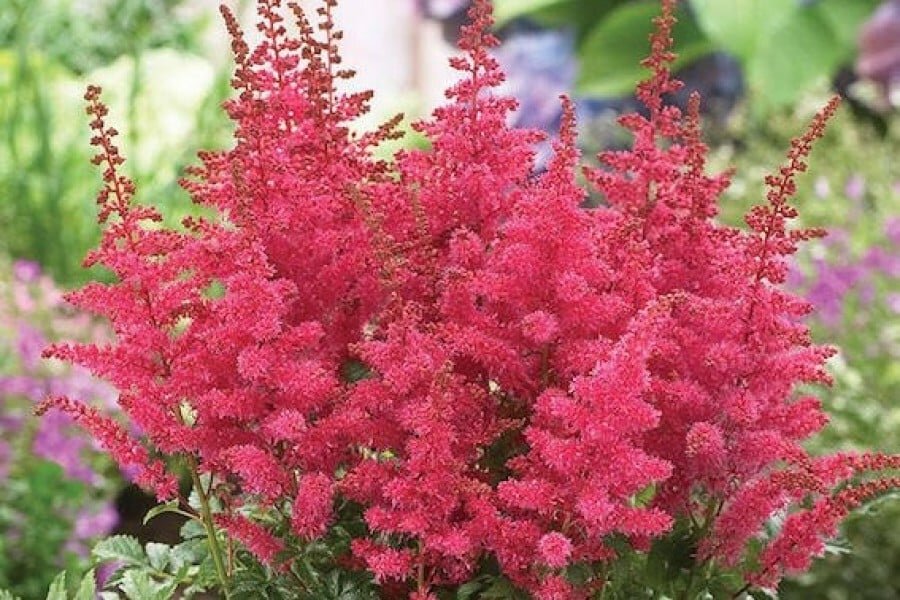 Фиолетовое свадебное платье. Очарование пышных. Свадебные платья плюс сайз. Очарование пышных. Очарование пышных.