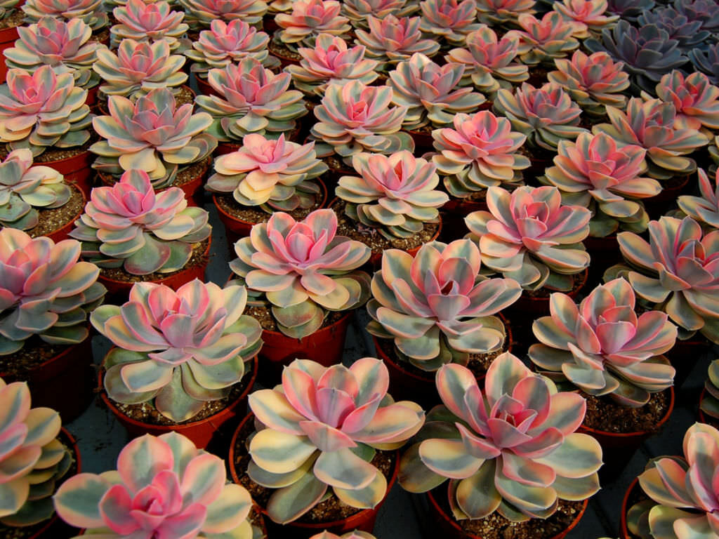 Echeveria Rainbow