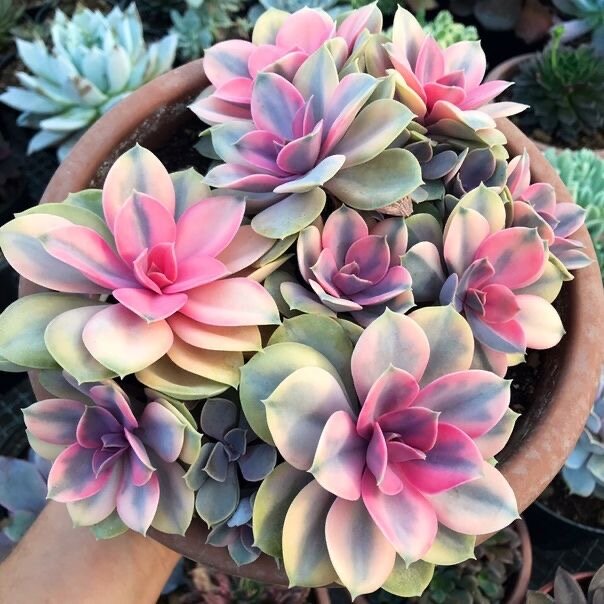 Echeveria Rainbow
