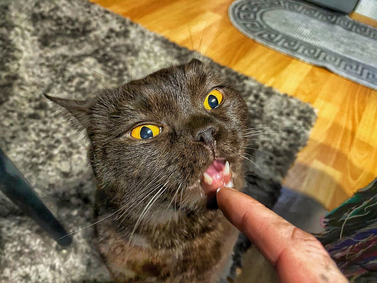 Кот Масик 