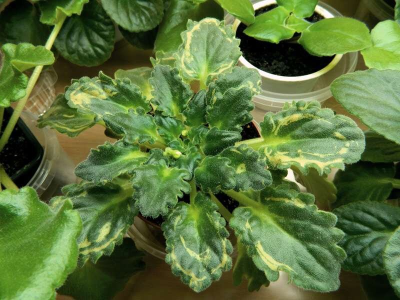 Вот такое фото прислали мне на почту.