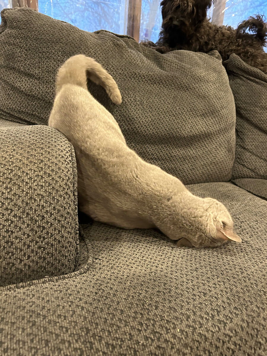 Кот, страдающий гиперактивностью) 