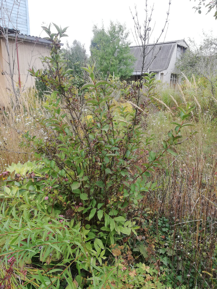 Вейгела ранняя на даче, середина сентября 2023 (живет уже несколько лет в сорняках без ухода и обрезки)