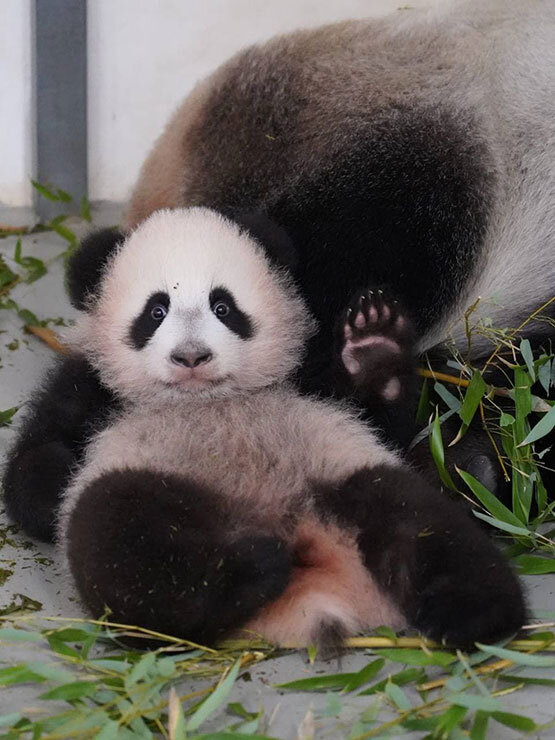 Панда Катюша из Московского зоопарка / фото: Телеграм-канал Светланы Акуловой