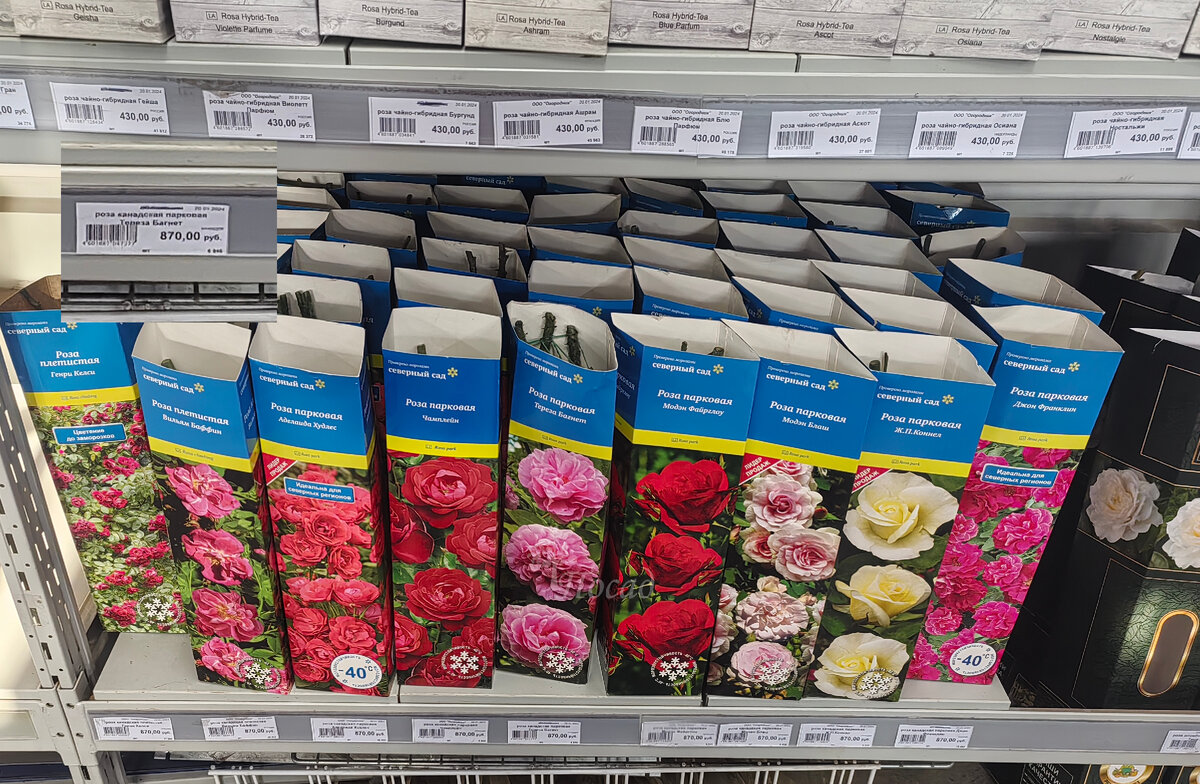 На фото - парковые розы. Стоимость каждой - 870 рублей. Выше - стеллаж с более дешёвыми экземплярами (сравните цены).