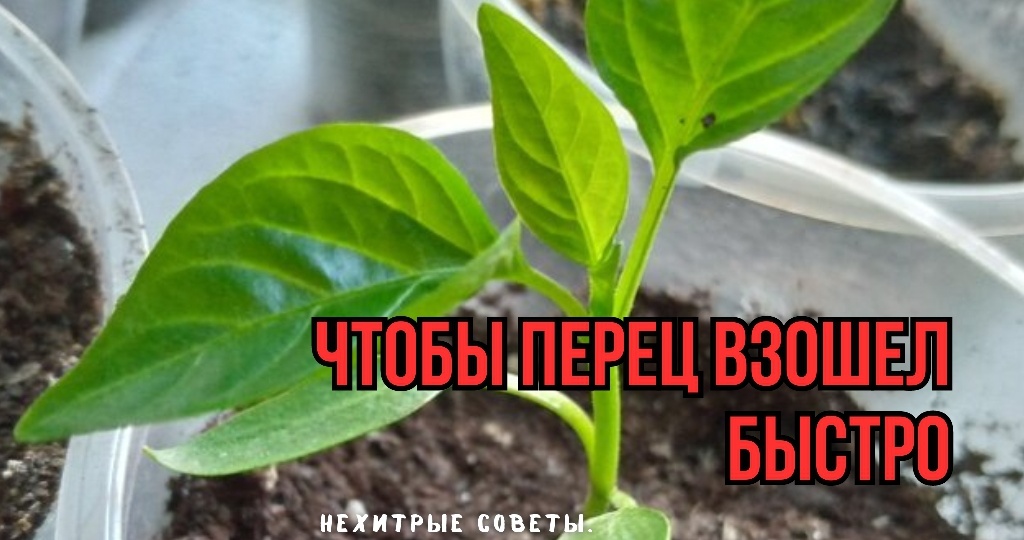 Чтобы перец быстро прорастал: подарили 2 простеньких совета вместо "хитростей". Удивилась: почему сама не догадалась. Век живи, век учись