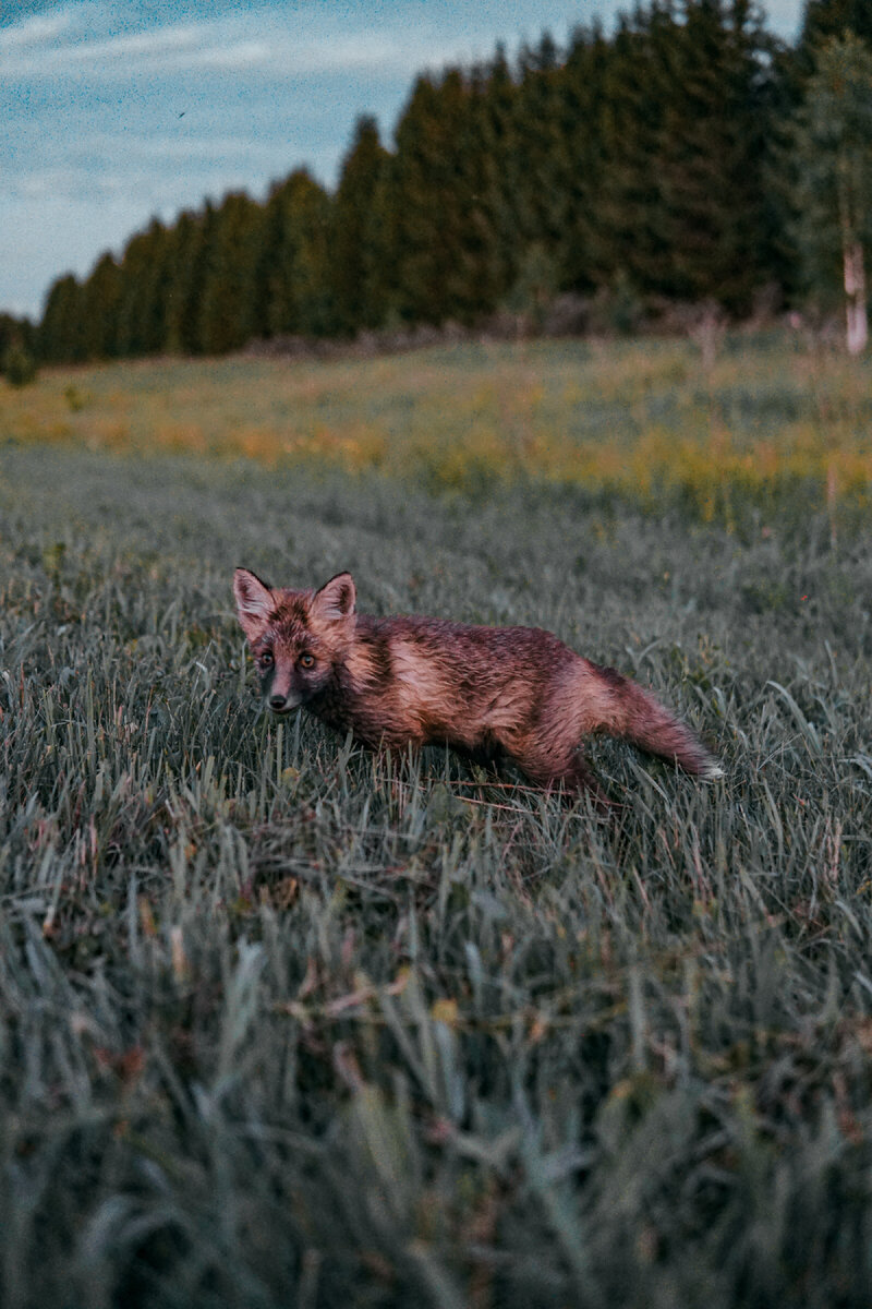 Первая встреча