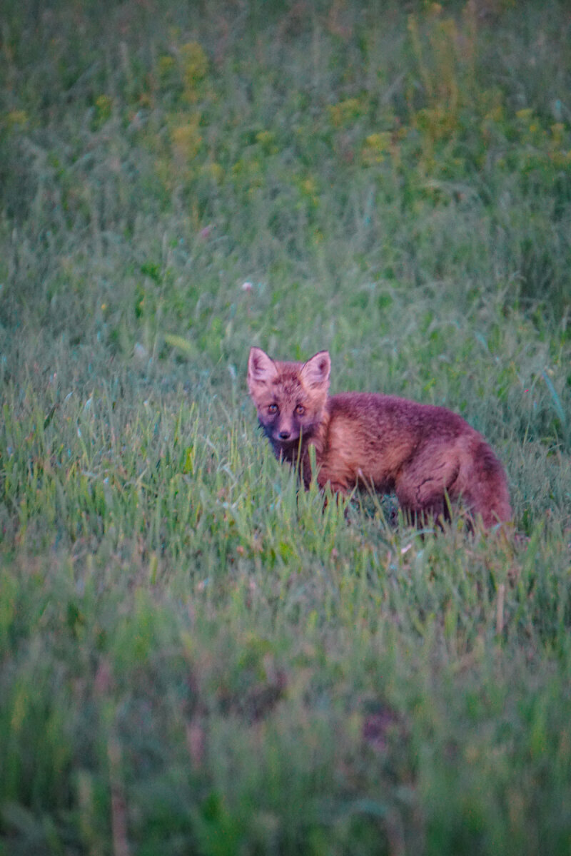 Обернулся, посмотрев на прощание и скрылся