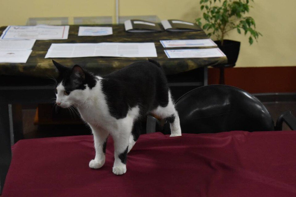 Котик с открытым ртом. Кошка мяучит. Звук кошки. Мяуканье кота. Кот зовет кота слушать.