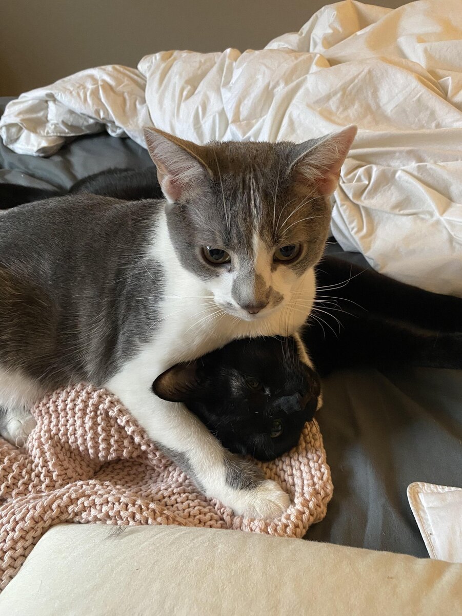 Каждое утро в нашей семье начинается одинаково...