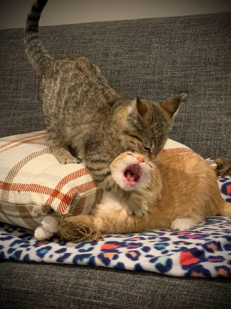 Сегодня — «Я тебя ненавижу», завтра —Ты лучший брат!»