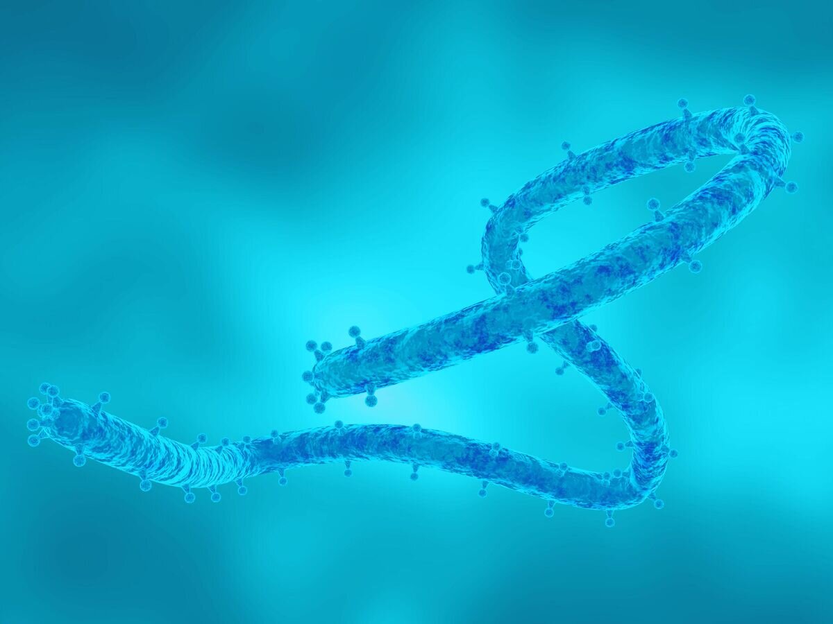 Вирус Марбург© iStock.com / Gilnature