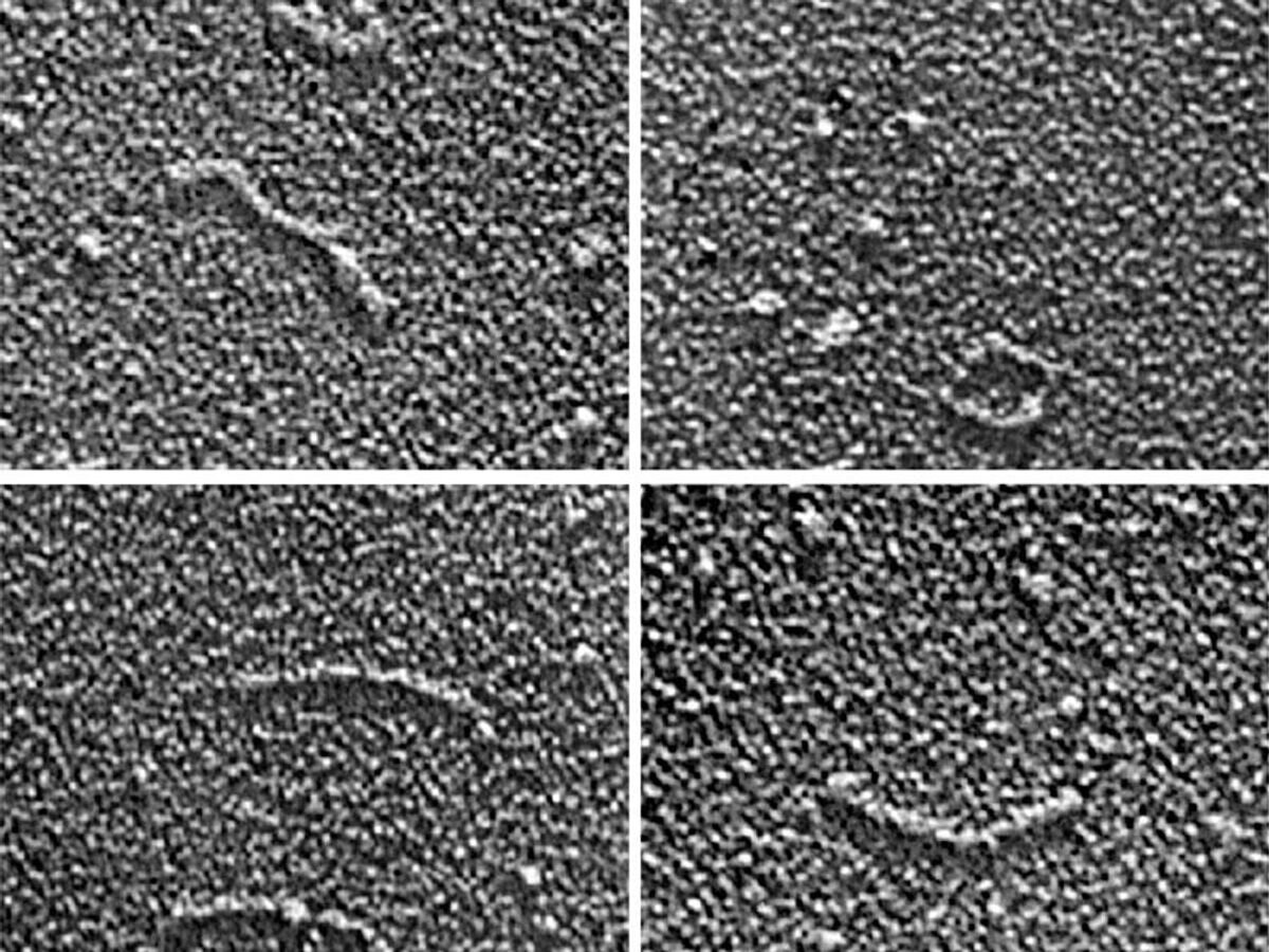    Вироид веретеновидности клубней картофеля© https://web.archive.org/web/20150621122812/http://emu.arsusda.gov/typesof/pages/viroid.html