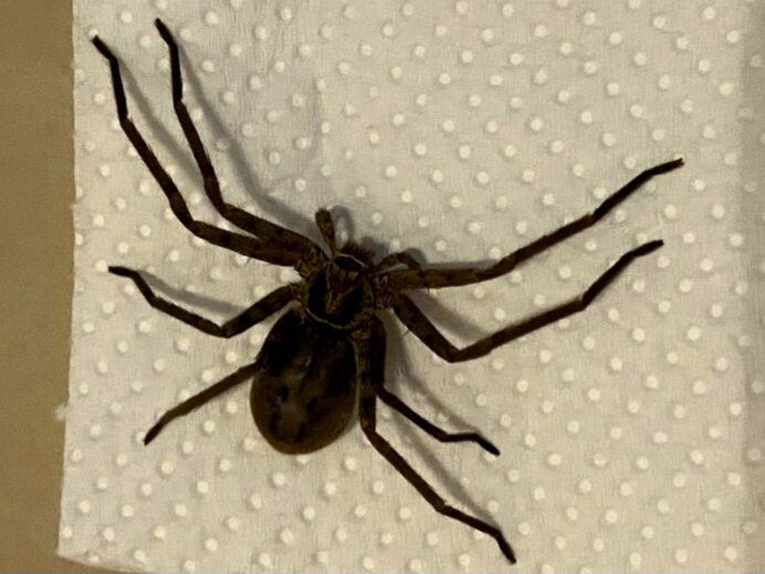 Паук-охотник не считается опасным, но он выделяет достаточно яда, чтобы нанести болезненный укус. Размер с ногами до 10 см. Встречен в Доминикане, в пустом холодильнике. Было очень неожиданно 