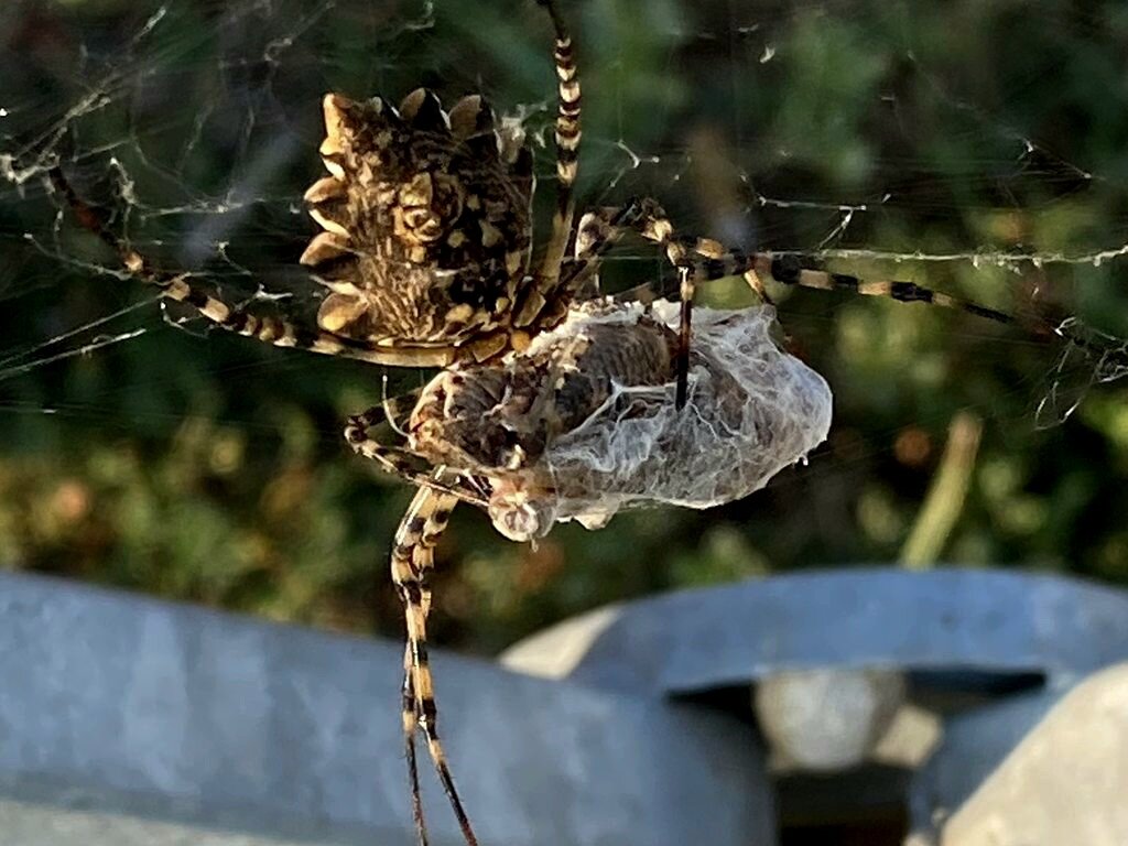 Аргиопа дольчатая. Яд аргиопы парализует как беспозвоночных, так и позвоночных животных. Для человека укус безопасен. Встречен в Крыму