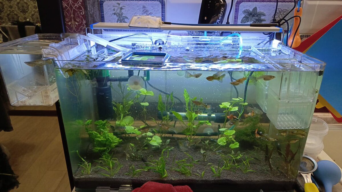 И так, есть ли смысл заниматься живородкой для какой либо прибыли 🤔 расскажу в краце , да есть если у вас не один аквариум , а несколько.