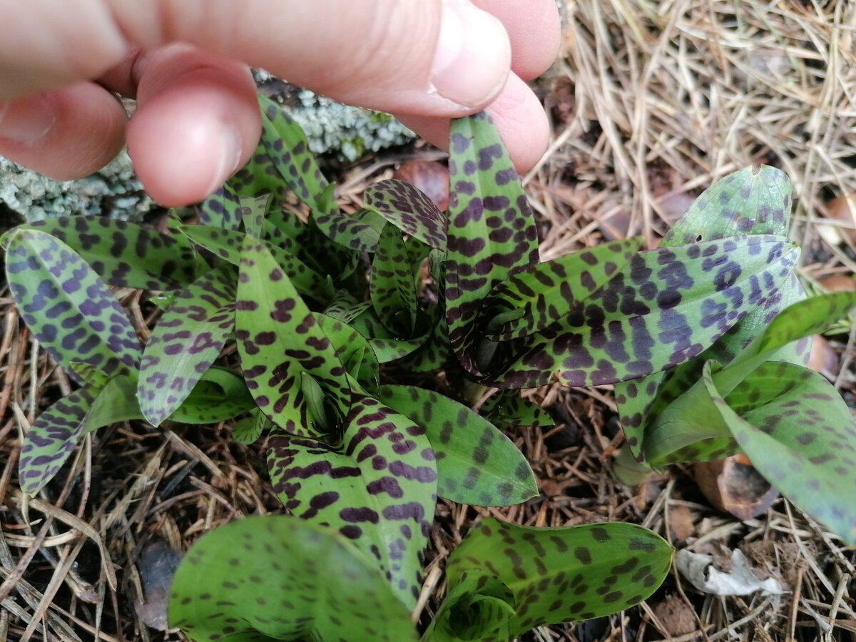 Пальчатокоренник Фукса (Dactylorhiza fuchsii). Пятна ﻿расположены поперек листа  далеко друг от друга, не сливаясь. Фото автора @Маша Генералова