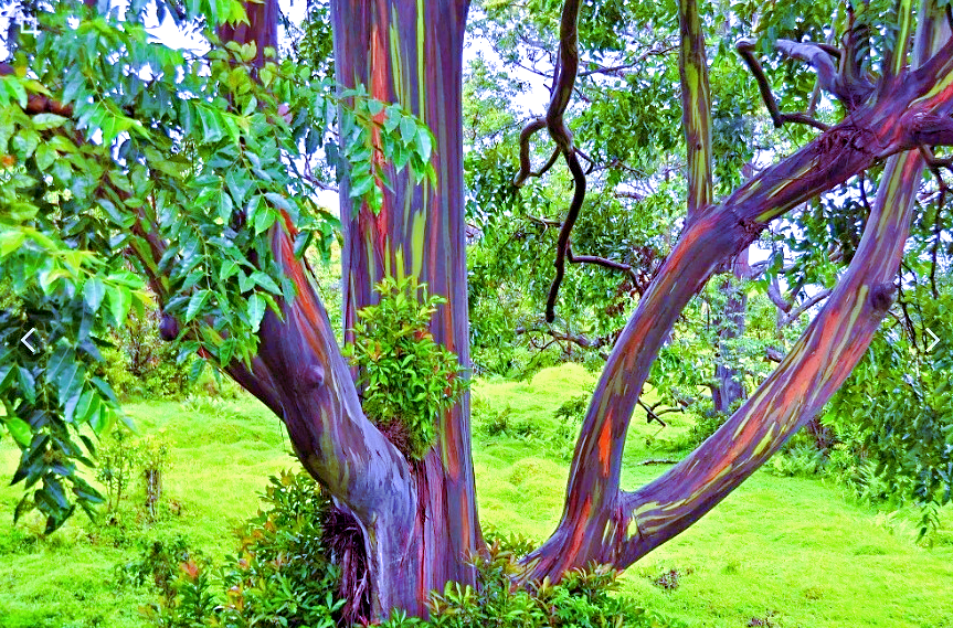Лат. Eucalyptus deglupta, фото: pokayadoma.ru