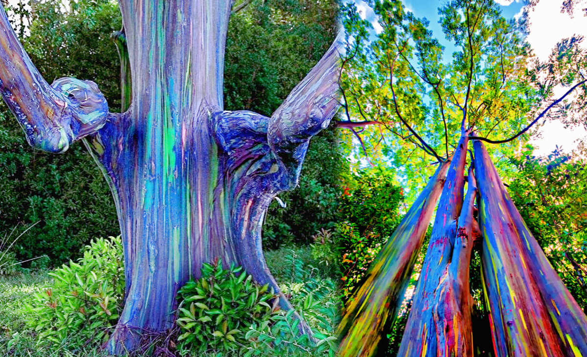 Радуга видна только тем, кто очень хочет её видеть. Остальные же в большинстве случаев видят чёрно-белую зебру.