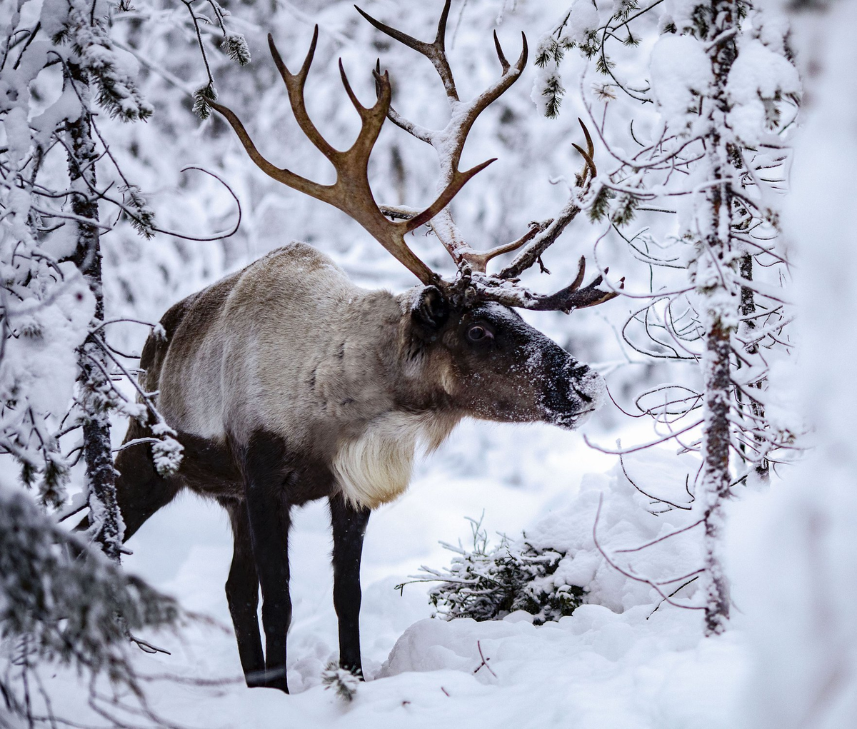 Яндекс Картинки.