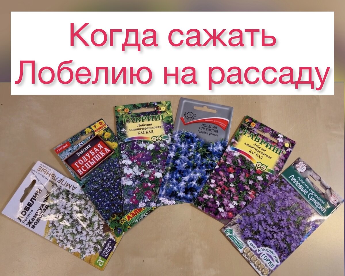 Семена лобелии
