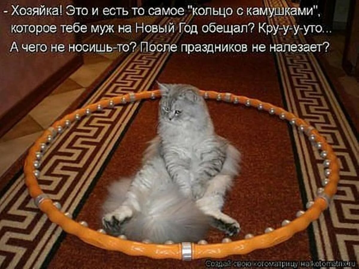 Картинки с котиками прикольные с надписями