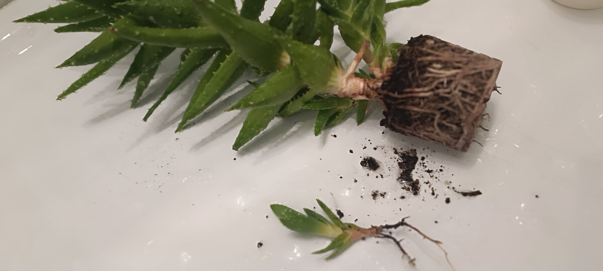 африка родина человечества. африка саванна и ботсвана. африка является родиной. африка родина. крюгер парк юар на карте.