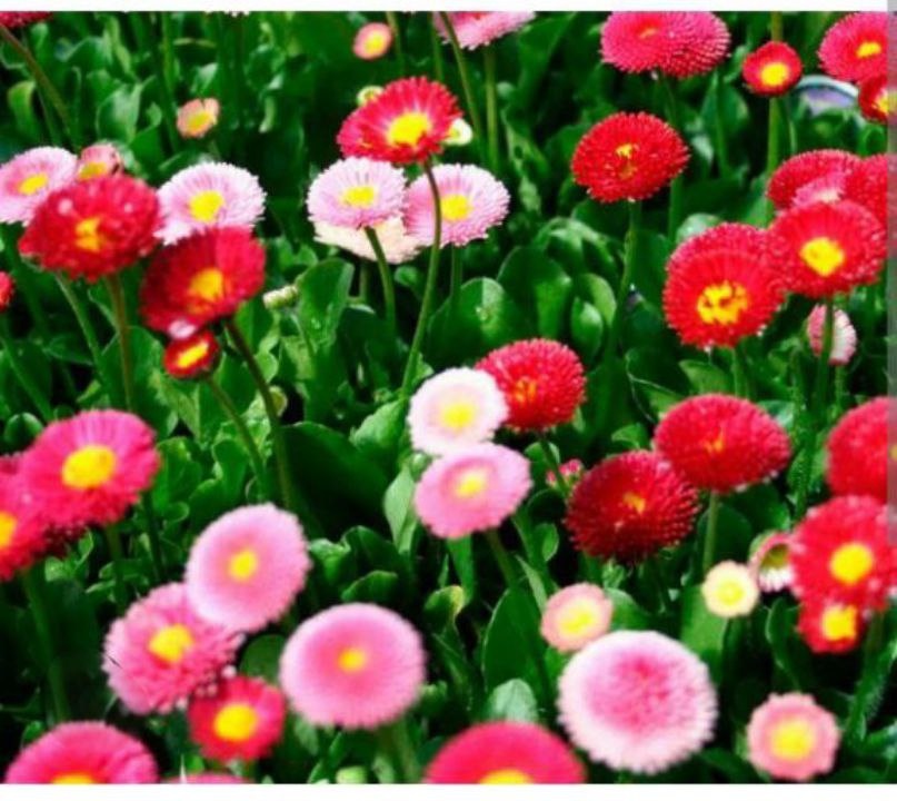 Маргаритки