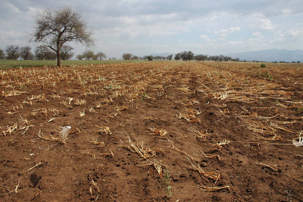 Почвы очень бедные либо вообще не формируются. Сахель земледелие. Опустынивание Поволжья. Засуха в сельском хозяйстве. Плохая почва.