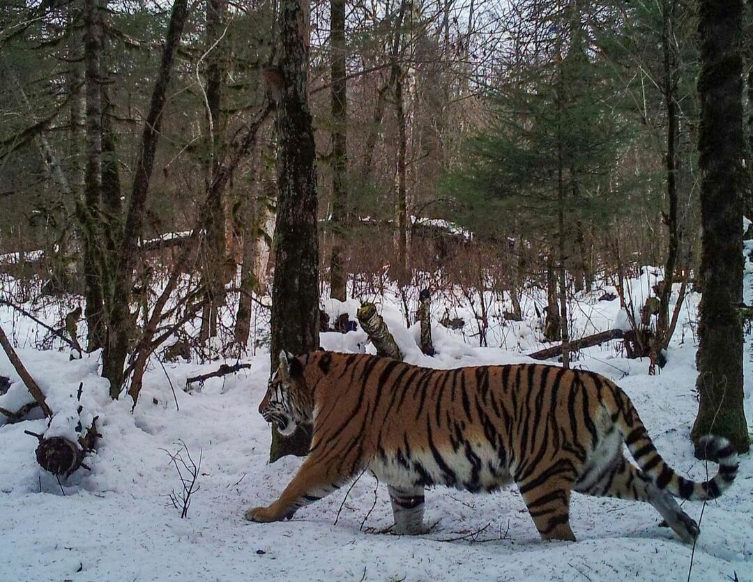 Лев. Тигр заяц медведь. Лесные животные. Медведь лиса и заяц. Символы олимпийских игр в сочи.