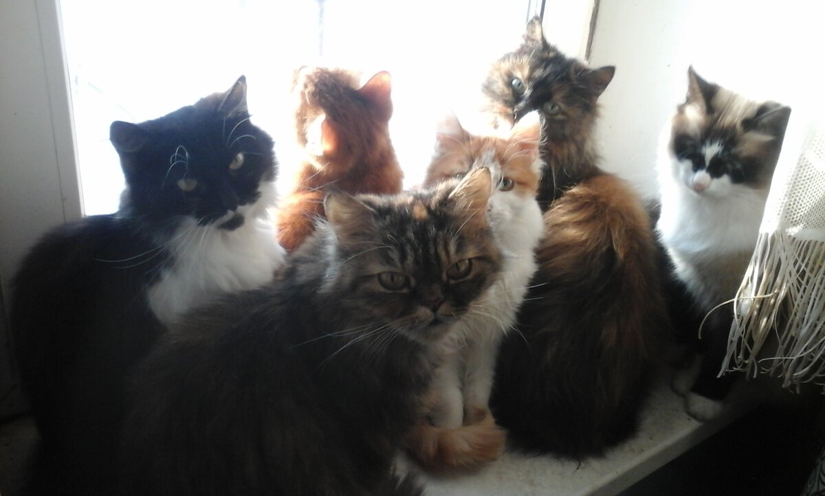 Трис на переднем плане. Черно- белая сзади, ее дочь Масяня. А смотрит в окно- Рыж.