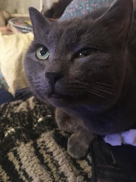 пристройство котят в добрые руки. кошачий приют псков. кот на передержку. передержка кошек. передержка котеек.